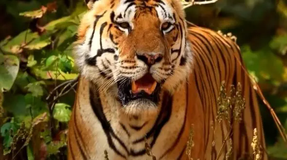 از ابهت ببر تا نمای نزدیک از پلنگ سیاه