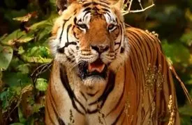 از ابهت ببر تا نمای نزدیک از پلنگ سیاه