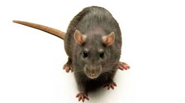 چطور موش‌های خانگی را نابود کنیم؟ + فیلم