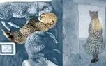دامپزشک "ایران": مسئولان محیط زیست به توصیه هایم گوش نکردند و امکانات ندادند/ابهامات فراوان در مرگ دو توله یوز + صوت