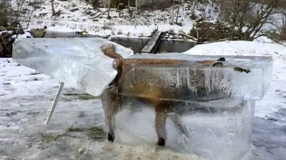 روباه یخ‌زده در مقابل هتلی در آلمان به نمایش گذاشته شد
