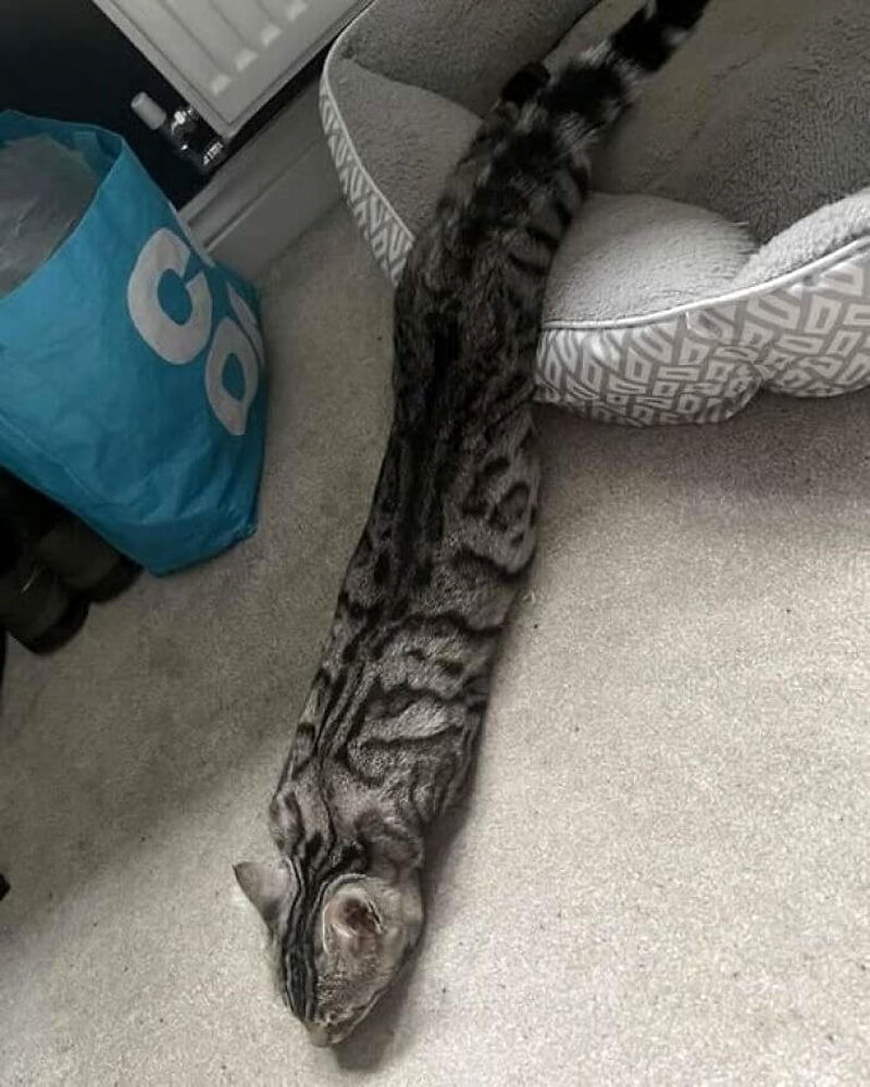 گربه خوابیده روی زمین