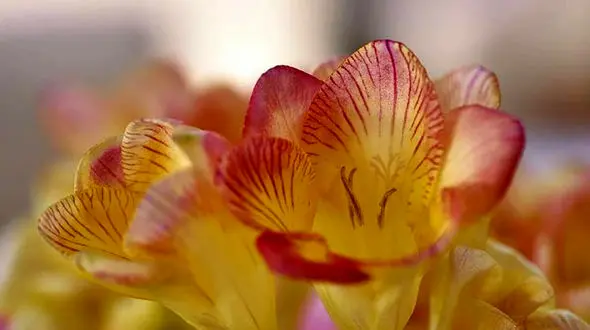 11 نوع گل‌ بهاری؛ نماد سرسبزی و طراوت فصل نو + عکس