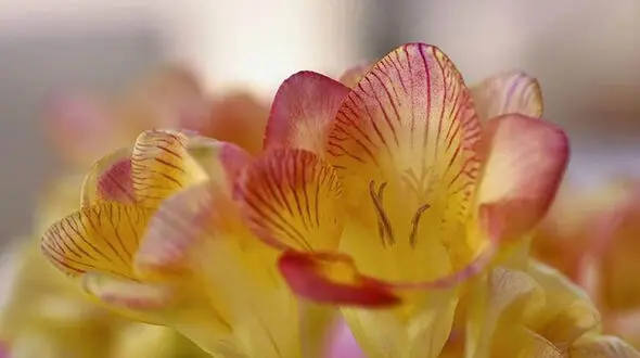 11 نوع گل‌ بهاری؛ نماد سرسبزی و طراوت فصل نو + عکس