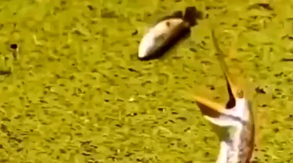 فیلم تلاش پرنده برای بلعیدن ماهی بزرگ