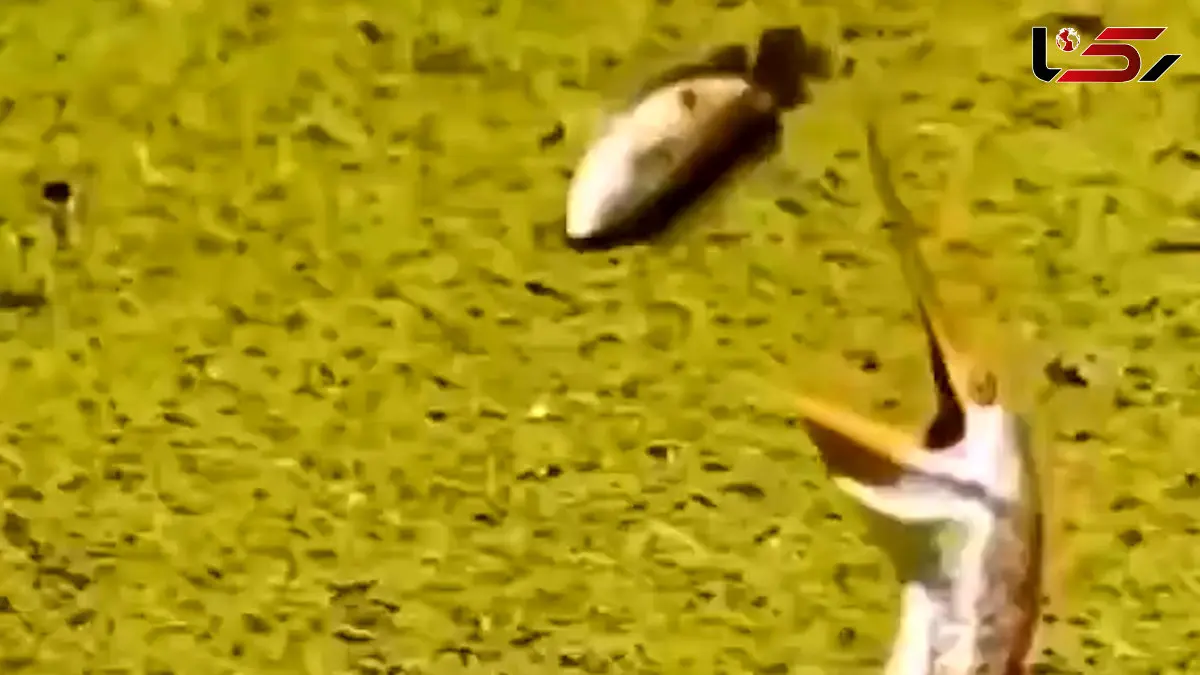 فیلم تلاش پرنده برای بلعیدن ماهی بزرگ