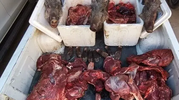 دستگیری شکارچیان 3 رأس گراز و ضبط سه قبضه سلاح از آن‌ها با همکاری نیروی انتظامی