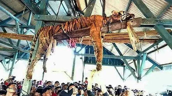 130 گلوله برای کشتن ببر سوماترا + عکس