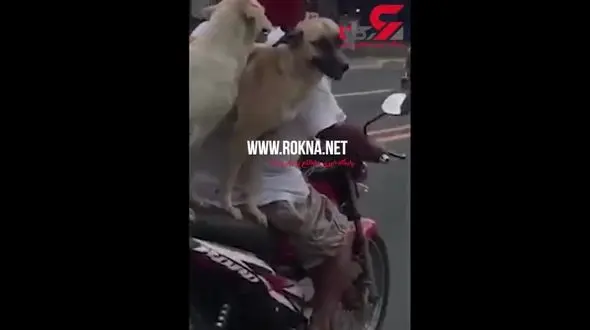 موتورسواری سگ در خیابان های شلوغ + فیلم