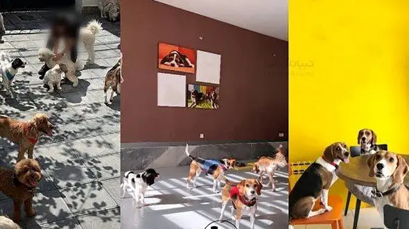 مهدکودک سگ‌ها در تهران افتتاح شد! / از اصلاح موی2 میلیونی تا دوره‌های تربیتی 20 میلیون تومانی سگ ها + عکس