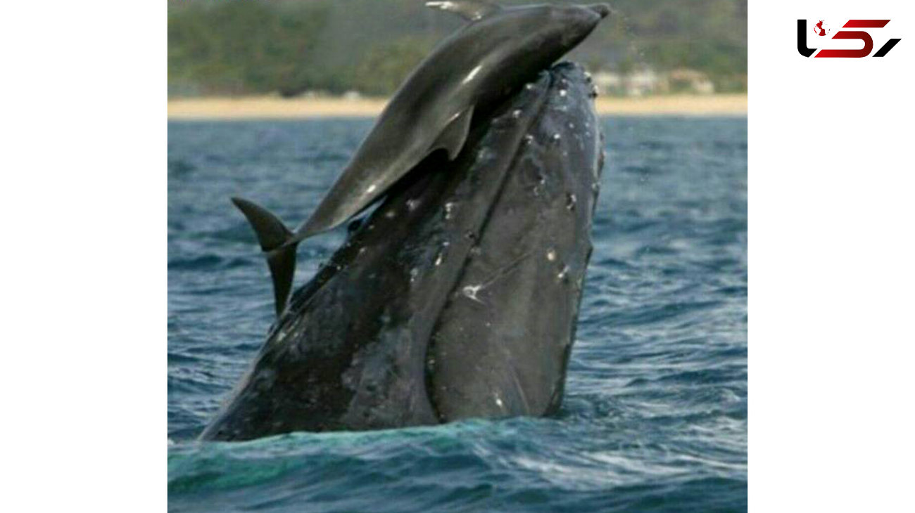 
وال‌سواری دیدنی یک دلفین +عکس

