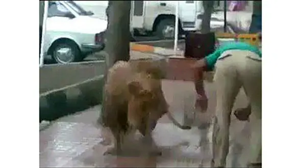 عکسی از شست و شوی یک شیر وحشی در خیابان مولوی! +فیلم