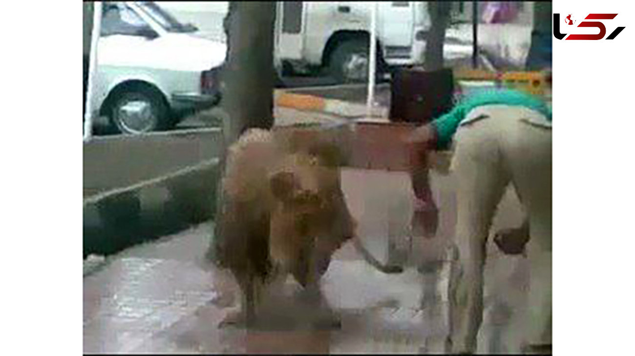 عکسی از شست و شوی یک شیر وحشی در خیابان مولوی! +فیلم
