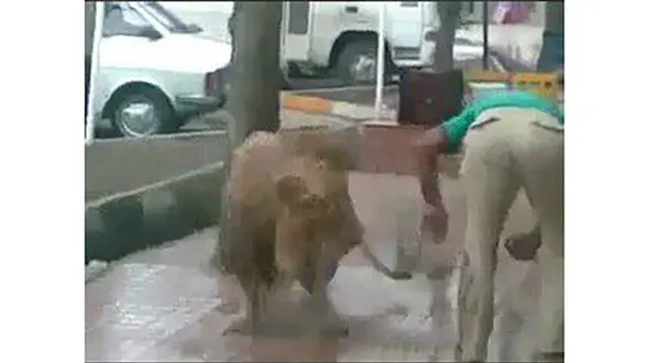 عکسی از شست و شوی یک شیر وحشی در خیابان مولوی! +فیلم