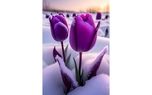 فال و طالع بینی روزانه 25 بهمن + فیلم