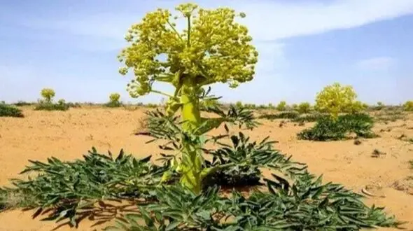 گیاه ویژه ایران؛ گنجینه‌ ای در دل کوهسرخ