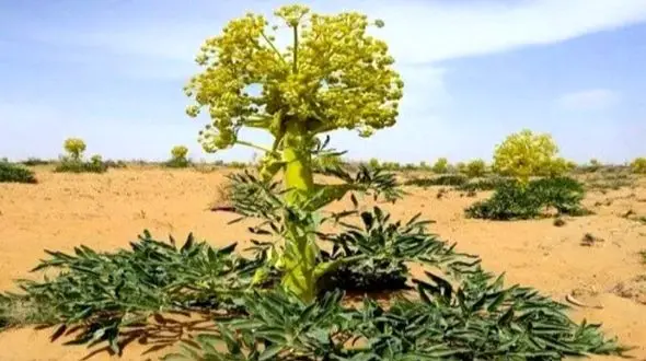 گیاه ویژه ایران؛ گنجینه‌ ای در دل کوهسرخ