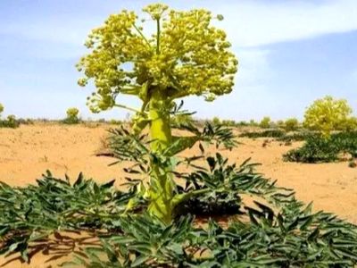 گیاه ویژه ایران؛ گنجینه‌ ای در دل کوهسرخ