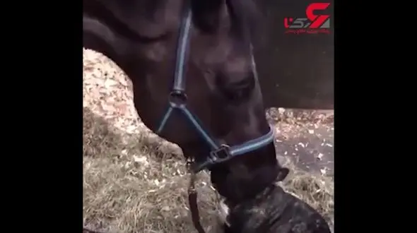 دوستی عجیب و جالب اسب با یک سگ + فیلم