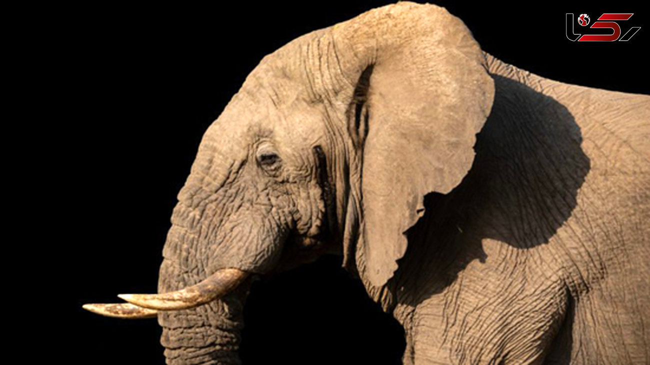 درباره گوش فیل‌ها چه می‌دانید؟