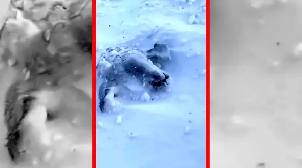 فیلم بارش برف ۱ متری در شهرستان رابر کرمان