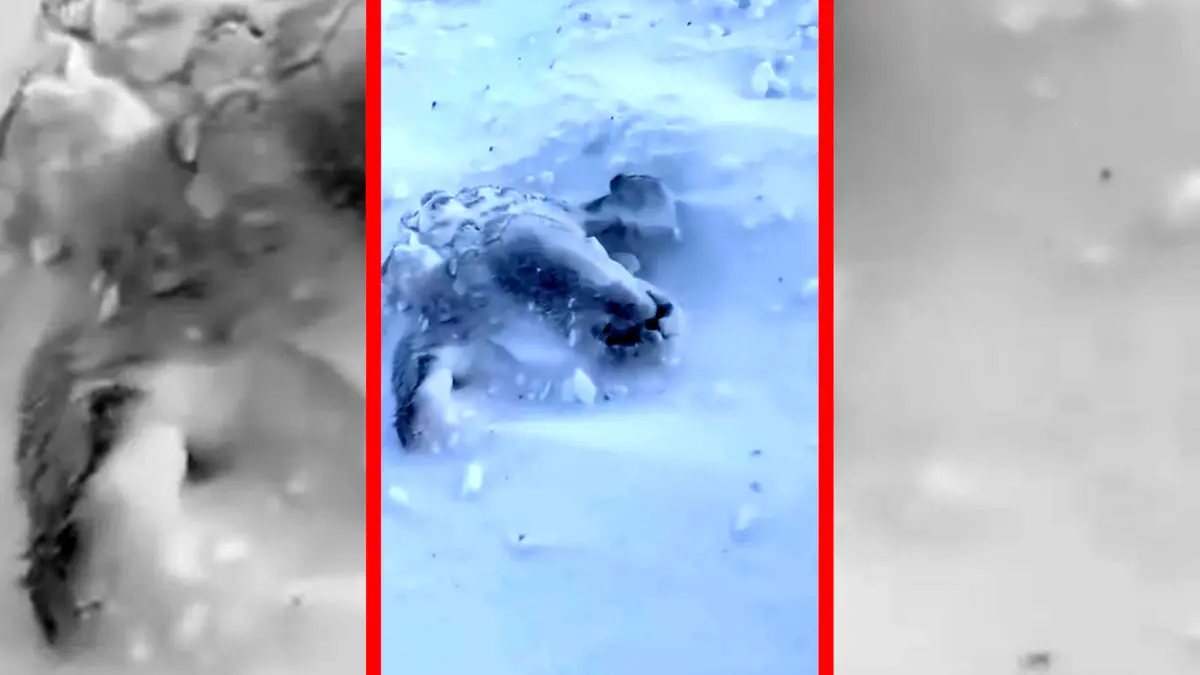 فیلم بارش برف ۱ متری در شهرستان رابر کرمان