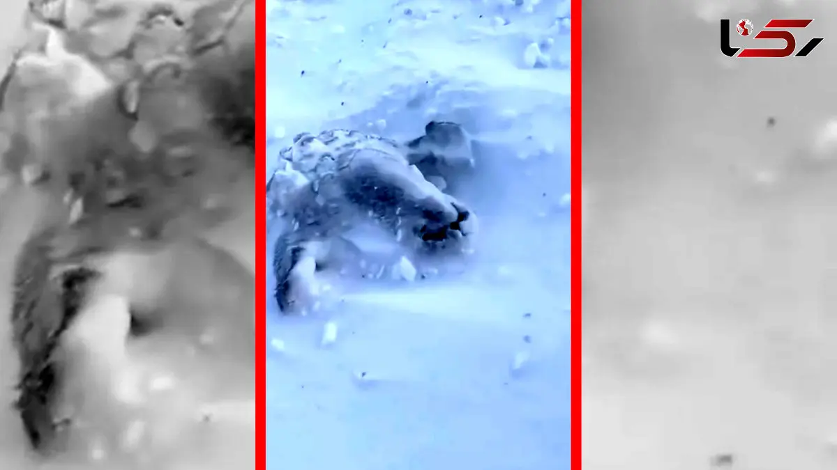 فیلم بارش برف ۱ متری در شهرستان رابر کرمان