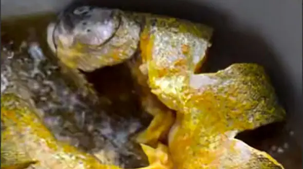 خوشگل ترین روش سرخ کردن ماهی + فیلم