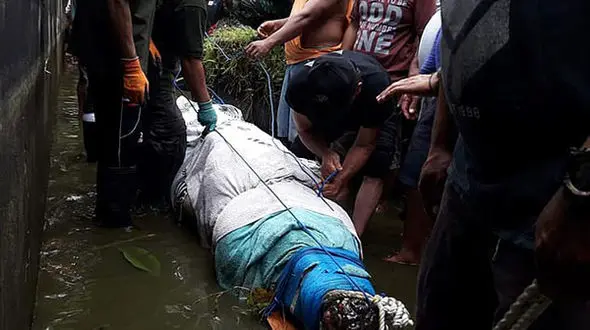 زن بخت برگشته زیر دندان های تمساح گرسنه تیکه پاره شد+ عکس