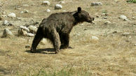 مرگ تلخ خرس قهوه ای در فیروزکوه / با گلوله کشته شده بود