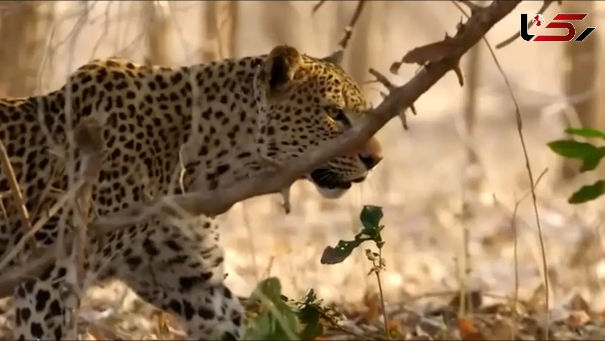 ثبت لحظه‌ای کم‌سابقه؛ بابون پلنگ را در جدال تن‌به‌تن شکار کرد + فیلم 
