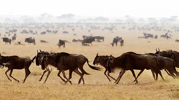 فیلم حیرت انگیز از بزرگترین مهاجرت گله حیوانات روی زمین 