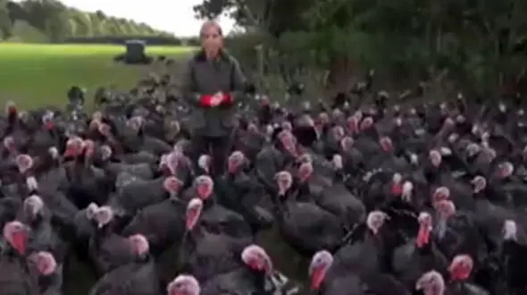 این خبرنگار بوقلمون ها را میخکوب کرد + فیلم