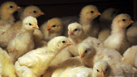 دو برابر شدن حجم جوجه‌ریزی برای تولید مرغ در تربت‌جام