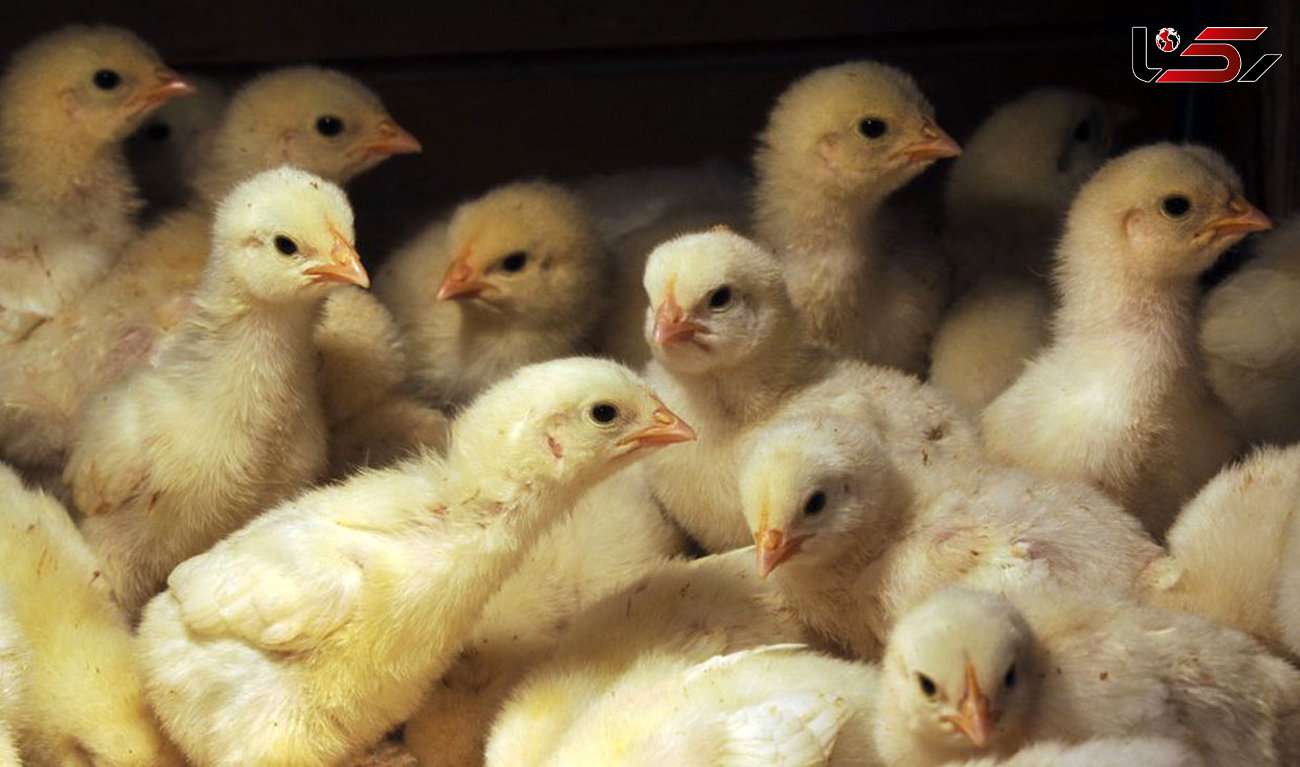 دو برابر شدن حجم جوجه‌ریزی برای تولید مرغ در تربت‌جام