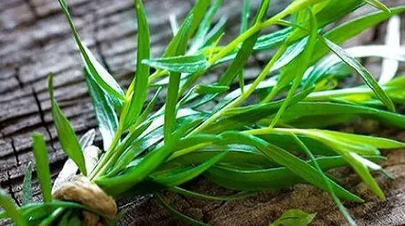 گیاه جایگزین نمک!