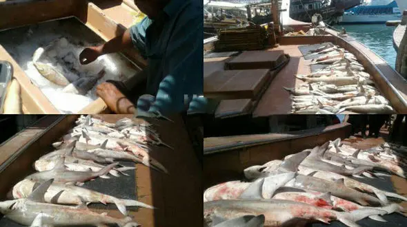 توقیف یک فروند خارجی در آب های کیش + عکس 