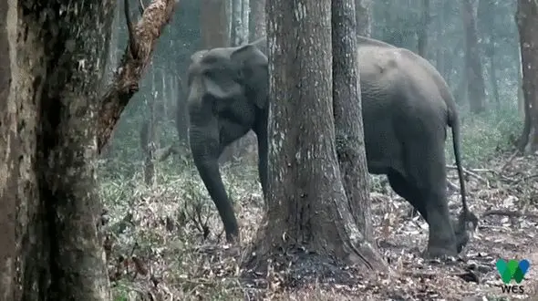 یک فیل پزشک خودش شد + فیلم 