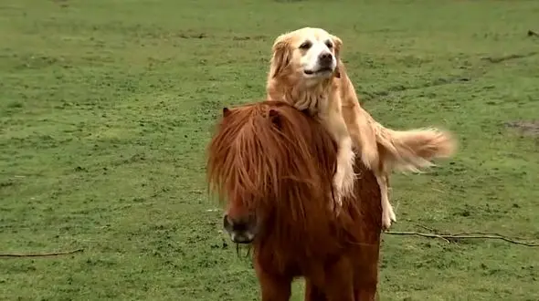 همزیستی و دوستی زیبای یک  اسب پا کوتاه و سگ + فیلم