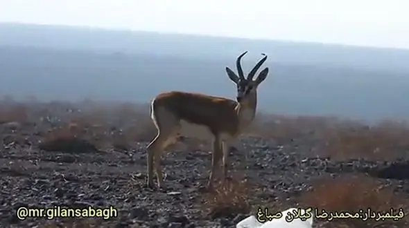 تهدید جدی زباله های طبیعت برای حیوانات + فیلم