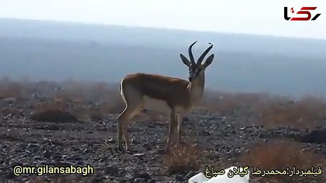 تهدید جدی زباله های طبیعت برای حیوانات + فیلم