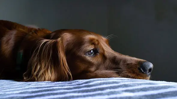 چرا بعضی ها حیوان خانگی می خرند و بعد دور می اندازند؟ /لزوم ایجاد کمپ‌های حمایتی برای حیوانات توسط شهرداری