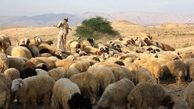 توقیف 220 راس گوسفند قاچاق در مرز دهلران 