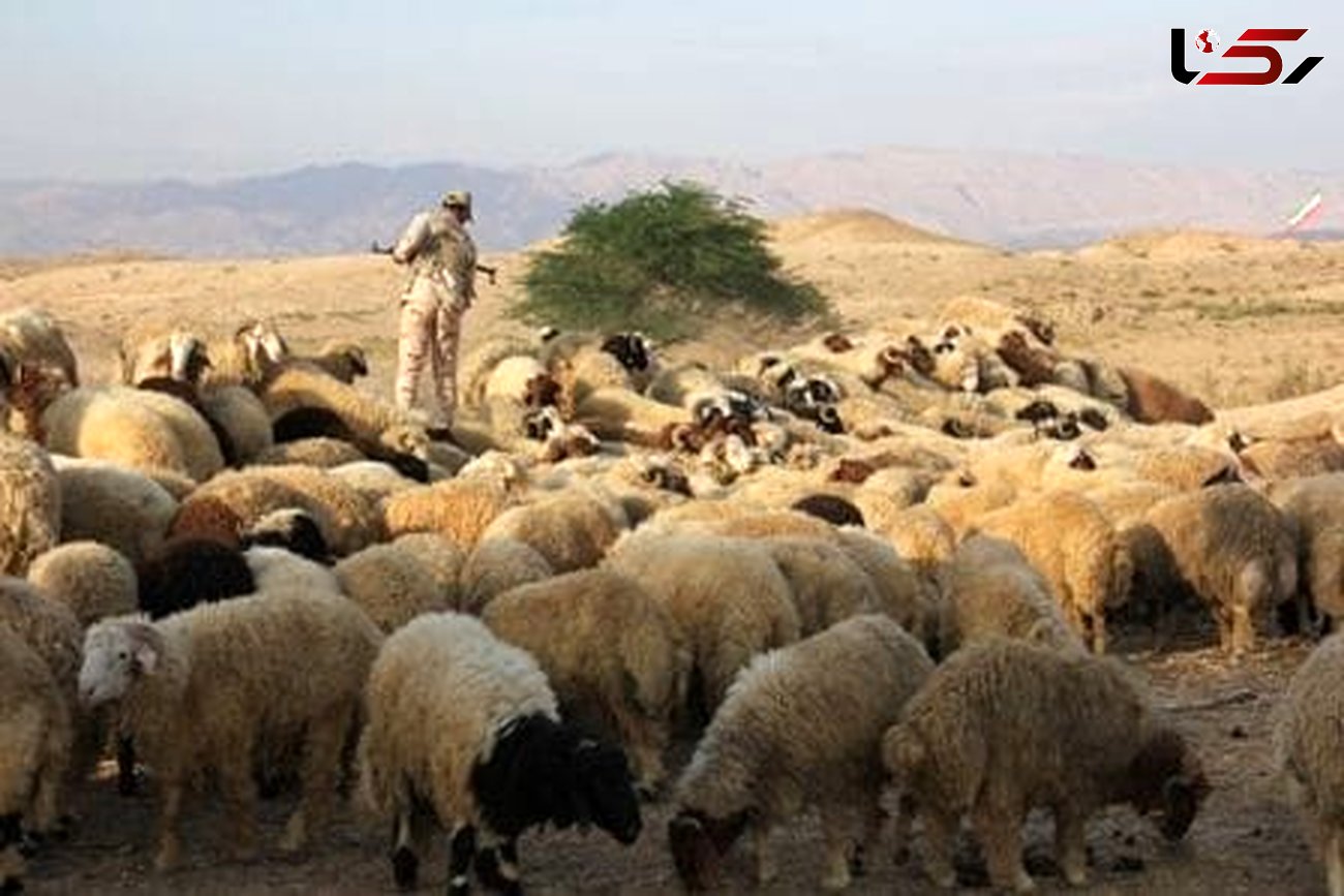 توقیف 220 راس گوسفند قاچاق در مرز دهلران 