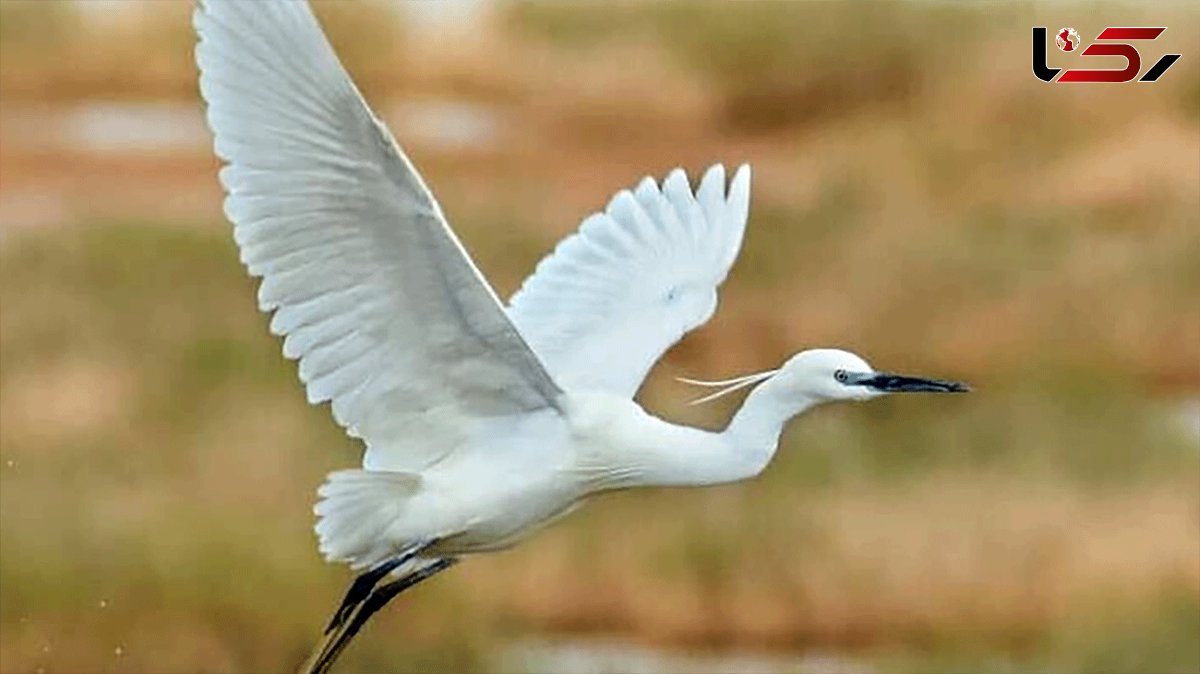 Migratory birds embark on winter trip to northeastern Iran