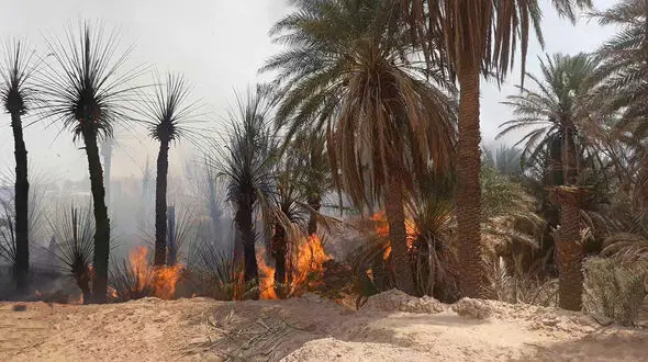 آتش سوزی در یکی از نخلستان‌های حاشیه روستای مهرجان