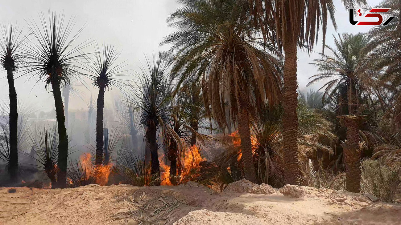 آتش سوزی در یکی از نخلستان‌های حاشیه روستای مهرجان