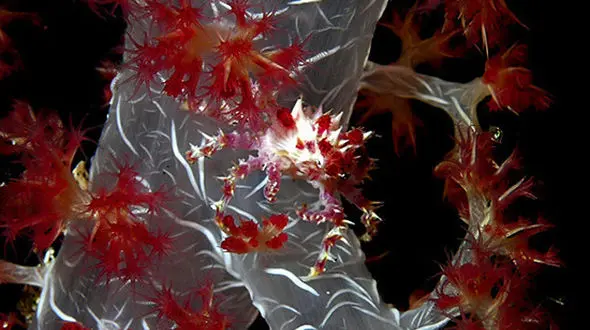 خرچنگی با طعم شکلات و آبنبات!