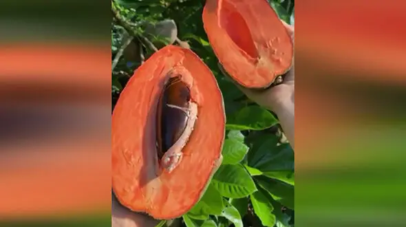 با یک میوه عجیب آشنا شوید + فیلم
