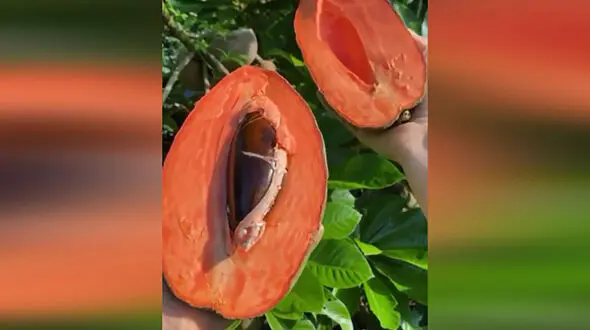 با یک میوه عجیب آشنا شوید + فیلم